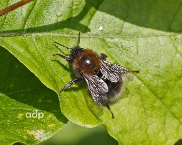 Bombus hypnorum, Tree Bumblebee, worker, Alan Prowse